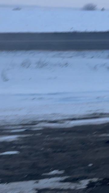 Белгород поля косуля