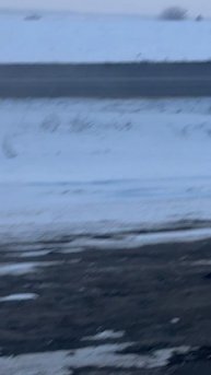 Белгород поля косуля