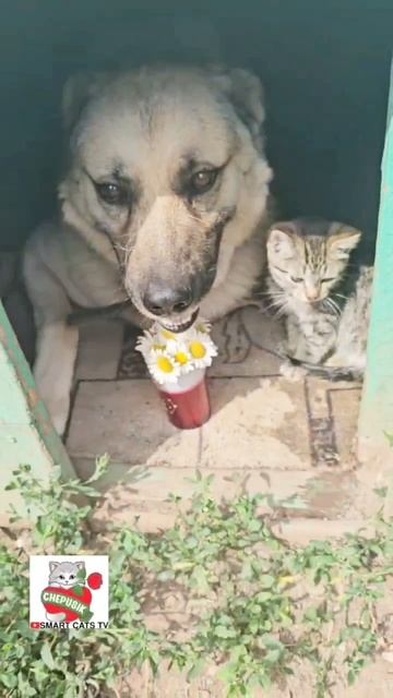 Вербуся соскучилась по Баксику 😻❤️🐶