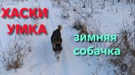 Забавные животные Хаски Умка на прогулке в зимнем лесу охотится на мышей