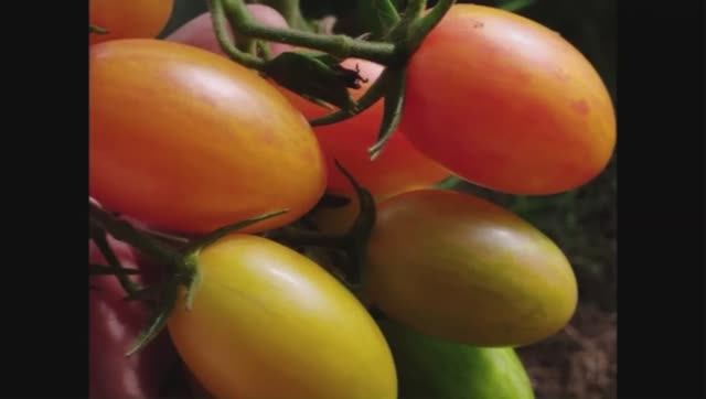 Каталог томатов на  2026 год. Часть 10.  СКИДКИ на СЕМЕНА!  г. Киров  т. 89229284031.