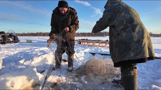Проект "Казымские оленеводы" поддержан департамент культуры Югры