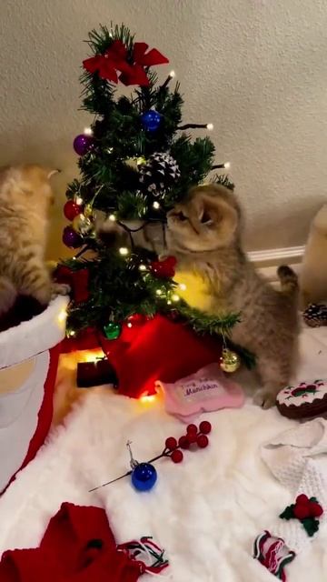 С детства готовятся к разрушениям больших елок 😇🌲

#какустроенмир