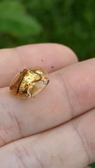Знаете, как называется этот крошечный жучок - Золотая черепаха