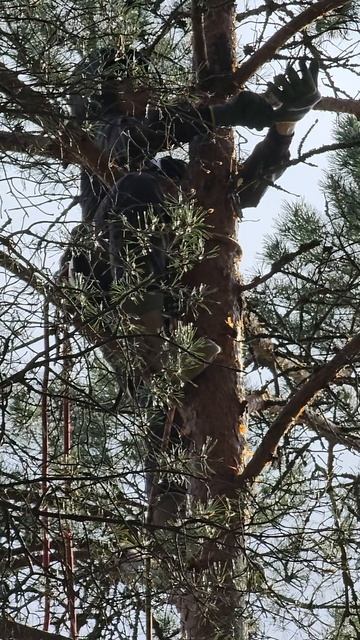 Результат перетяжки ствола сосны