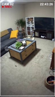 Кот один дома #sora #funny #ии #cat #угар #pets #милота #cute #кот #crazy