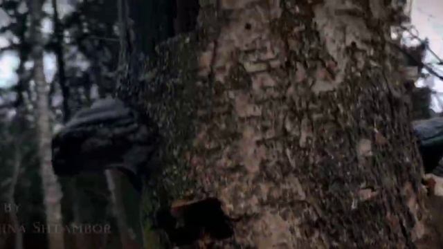 Прогулка по декабрьскому лесу