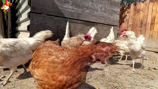 Любовь птицевода к Курочкам 🐥🐔🥚 Нежное видео 🐓 Версия (85)