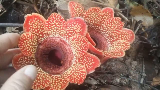 семейство раффлезиевых