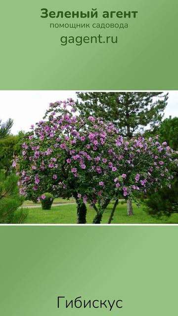 Гибискус - Зеленый Агент