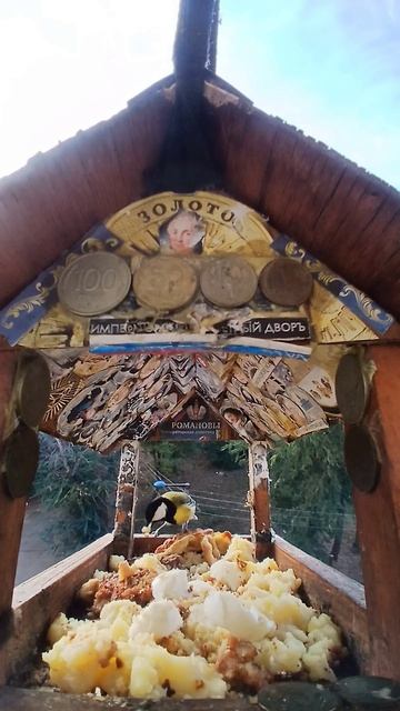 1000002453.mp4Кормушка.14.12.2025г.