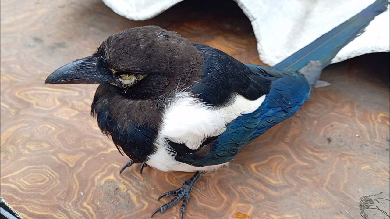 НАШЁЛ СОРОКУ - ОНА НЕ МОГЛА ЛЕТАТЬ