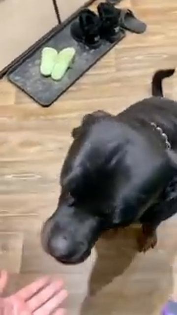 Наш Ганс самостоятельно собирается на прогулку, умница! 🐈⬛