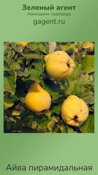 Айва пирамидальная - Зеленый Агент