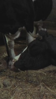 Молодые фермеры