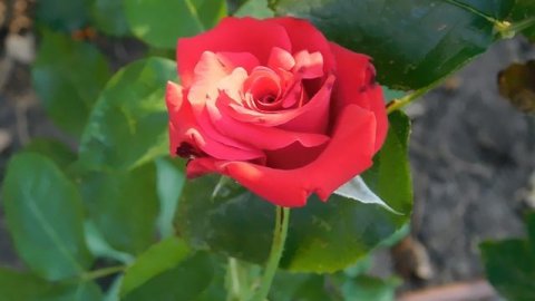 ВИДЕО ПВН ББ (906)