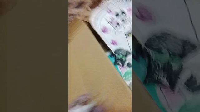 распоковка бокса Wenda