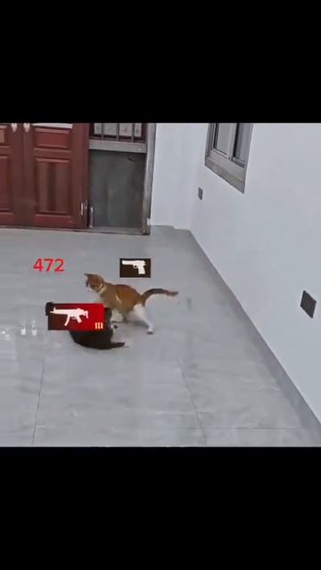 животное разбираются в фри фаер