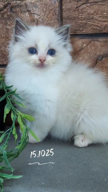 Питомник кошек породы рэгдолл.