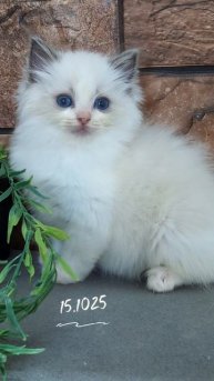 Питомник кошек породы рэгдолл.