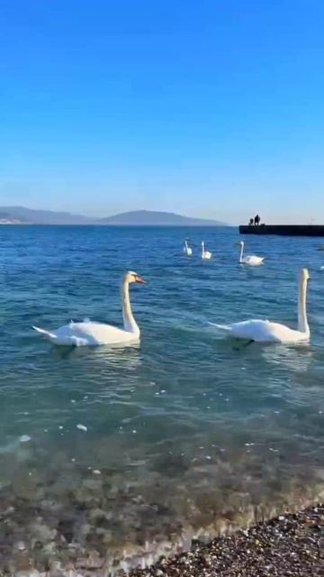 Новороссийск