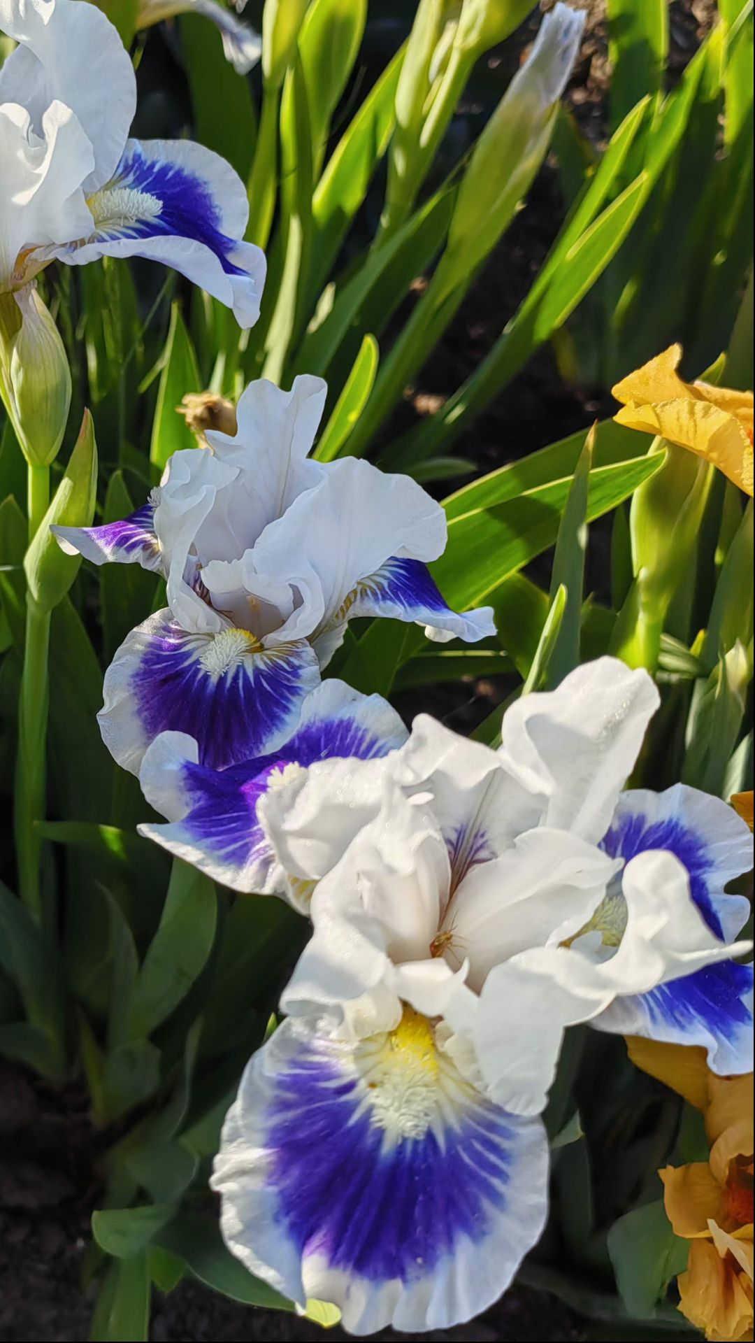 Ирис карликовый RIVETING