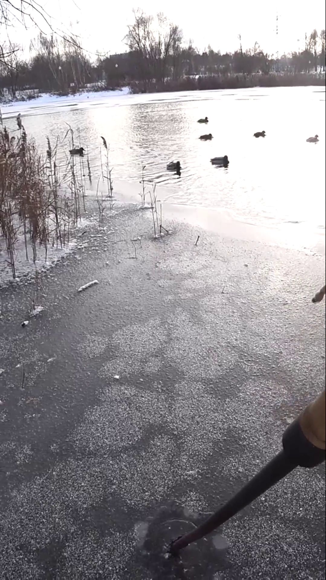 ЛЕДОВАЯ ОБСТАНОВКА на СЕГОДНЯ.