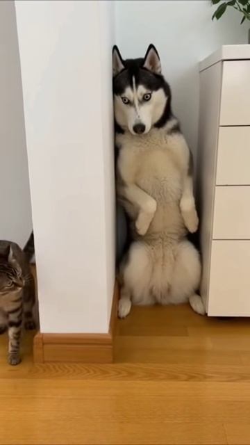 #приколы #юмор #прикол #смешно #коты #кот #кошки #котята #топ #топчик #роликдня #видеодня #лучшее #л