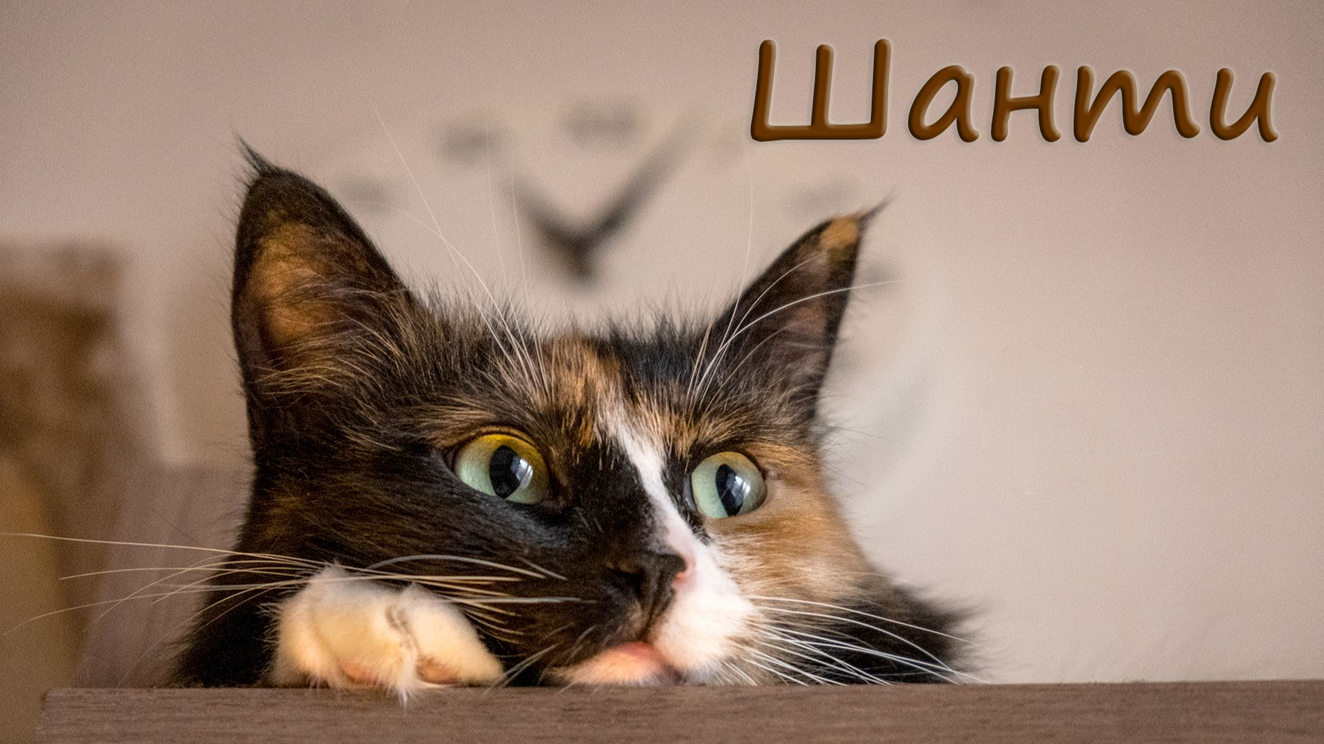 Моя кошка Шанти