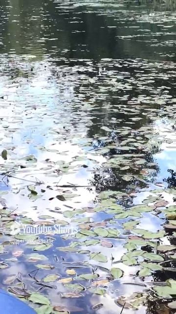 Ленобласть. Хвойное. 23.07.2024. Река Вуокса. Инспекционная проверка угодий ужом