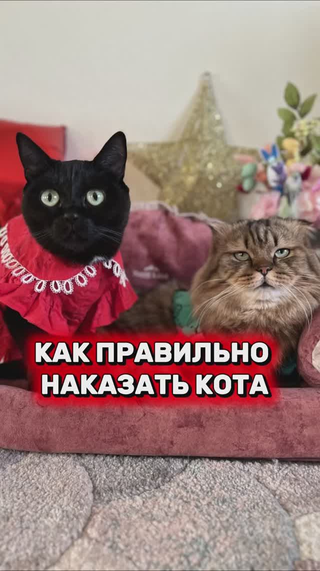 Как правильно наказать кота, если он провинился❗️#котики #кошки #животные