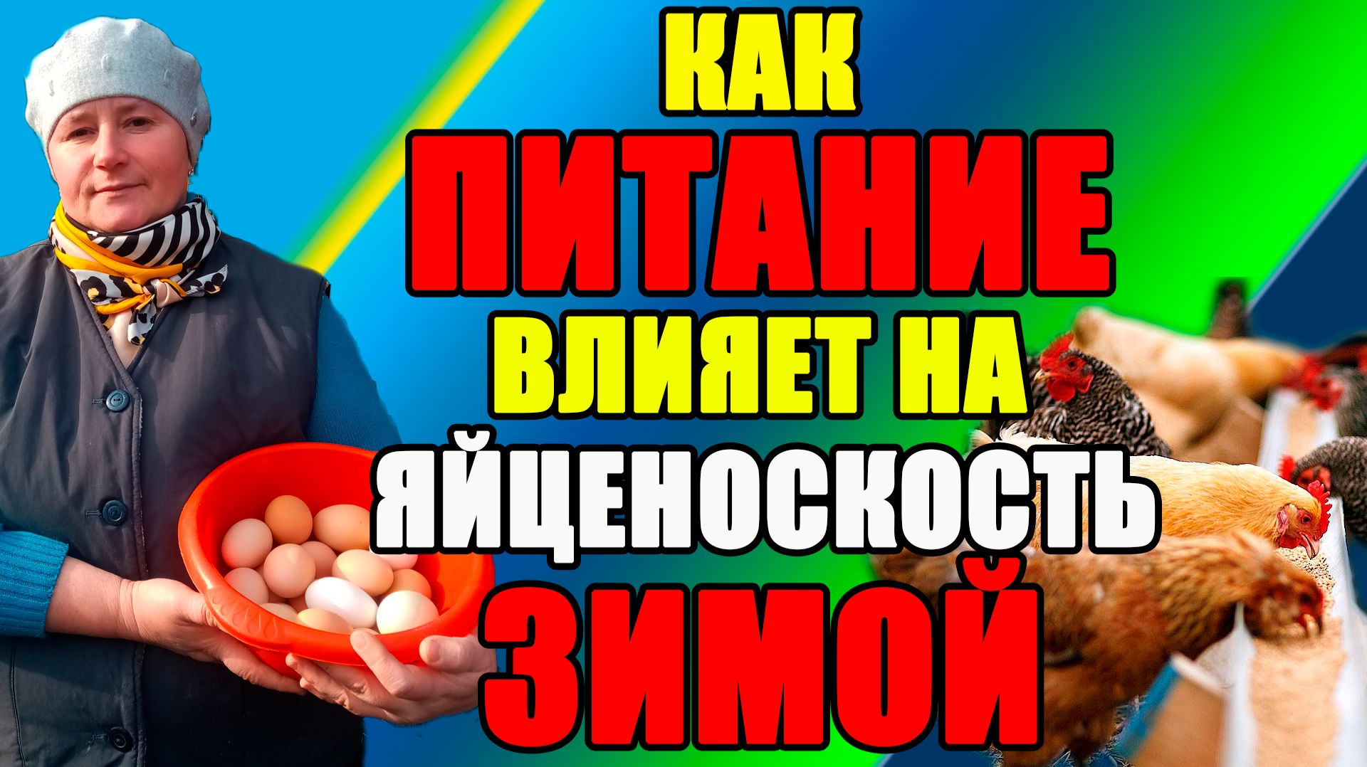 Как ПИТАНИЕ влияет на ЯЙЦЕНОСКОСТЬ кур зимой.