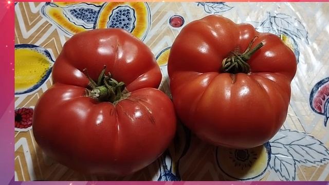 Минусинские сорта томатов.   СКИДКИ на СЕМЕНА!  т. 89229284031