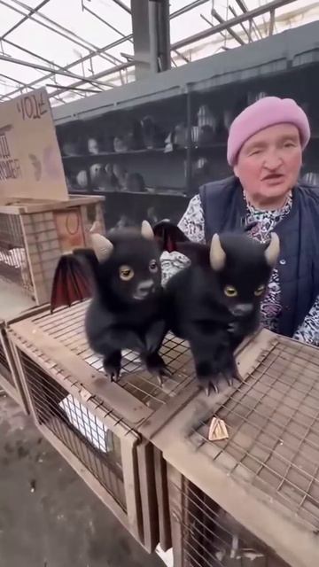 Чертята на рынке