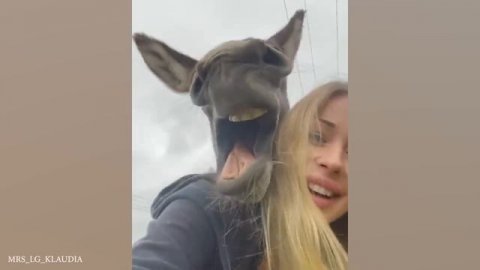 Забавные милые ослики,которые заставят вас смеяться!Самые смешные животные.