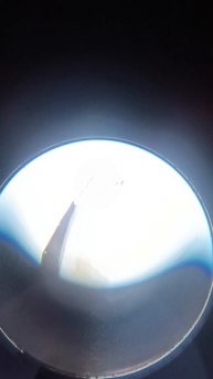 Планария под микроскопом