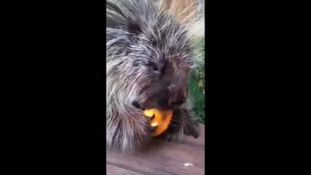 Смотреть только со звуком! Дикобраз-говорун ест тыкву и нахваливает её