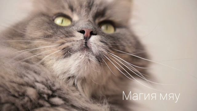 РАЗВЛЕКАТЕЛЬНОЕ видео для детей