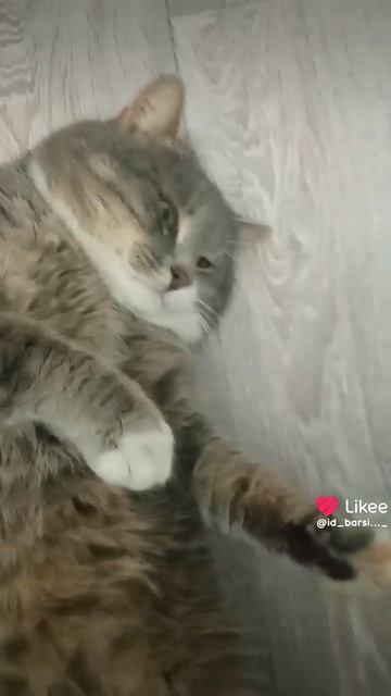 Воскресенье. #Забавныекоты#юмор#питомцы#котики