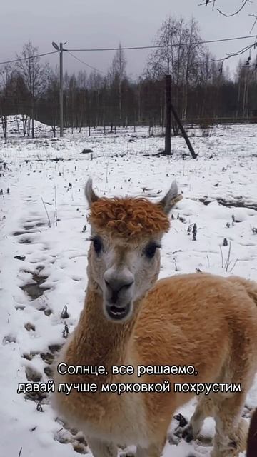 Давайте с нами за звездами ✨