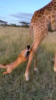 Жираф и Лиса