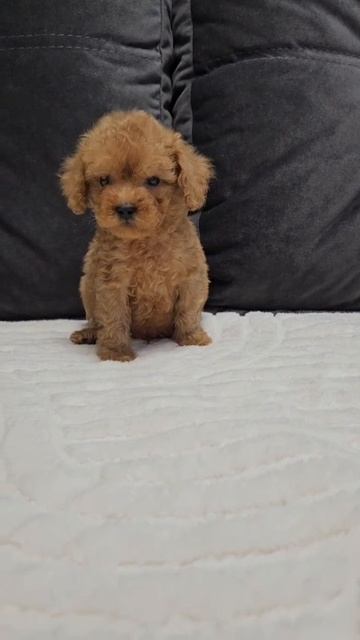 Щенок той-пудель Ренди, возраст 2 месяца