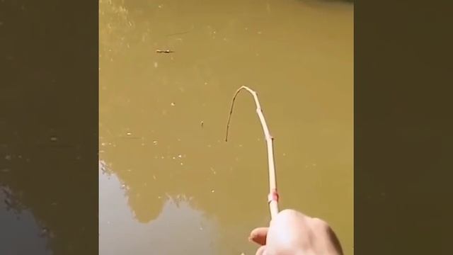 Видео от За Трофеем: Охота и Рыбалка