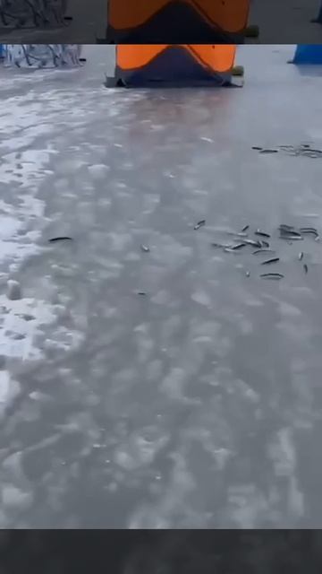 Опасный лёд. Уже кто-то утонул сегодня? Берегите себя!