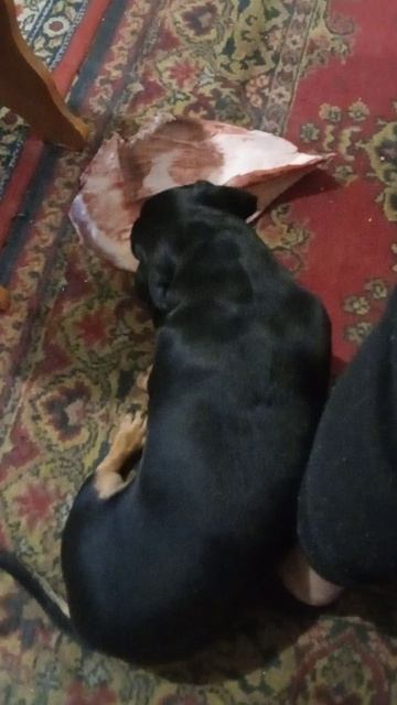 Счастливая собака