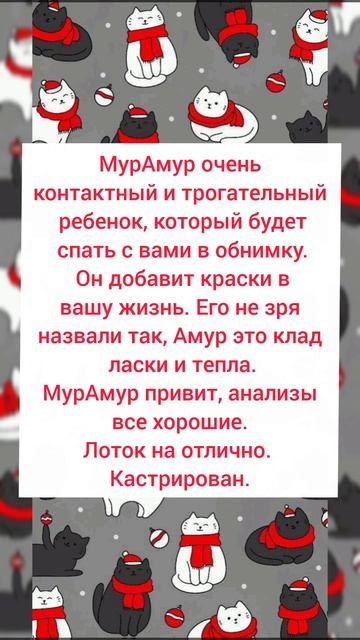 🎄😺 Ласковый малыш МурАмур ищет любящую семью! #Москва