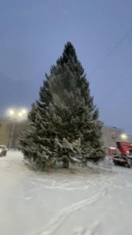 Живая ёлка ждет наряда, самая красивая 14-12-2025