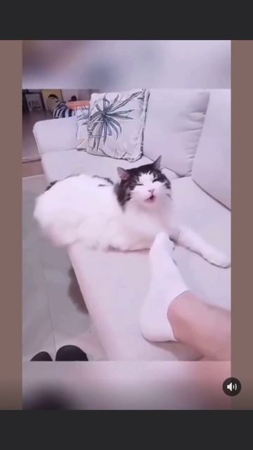 #юмор #прикол #приколы #угар #угарноевидео #ржач #ржака #смехдослез #угарноевидео #смешно #смешноеви