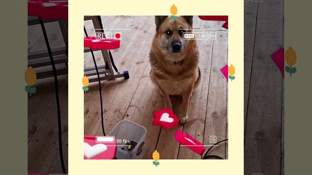 1000042471.mp4 (Собака наблюдает за лайфхаками при строительстве дома А-фрейм)