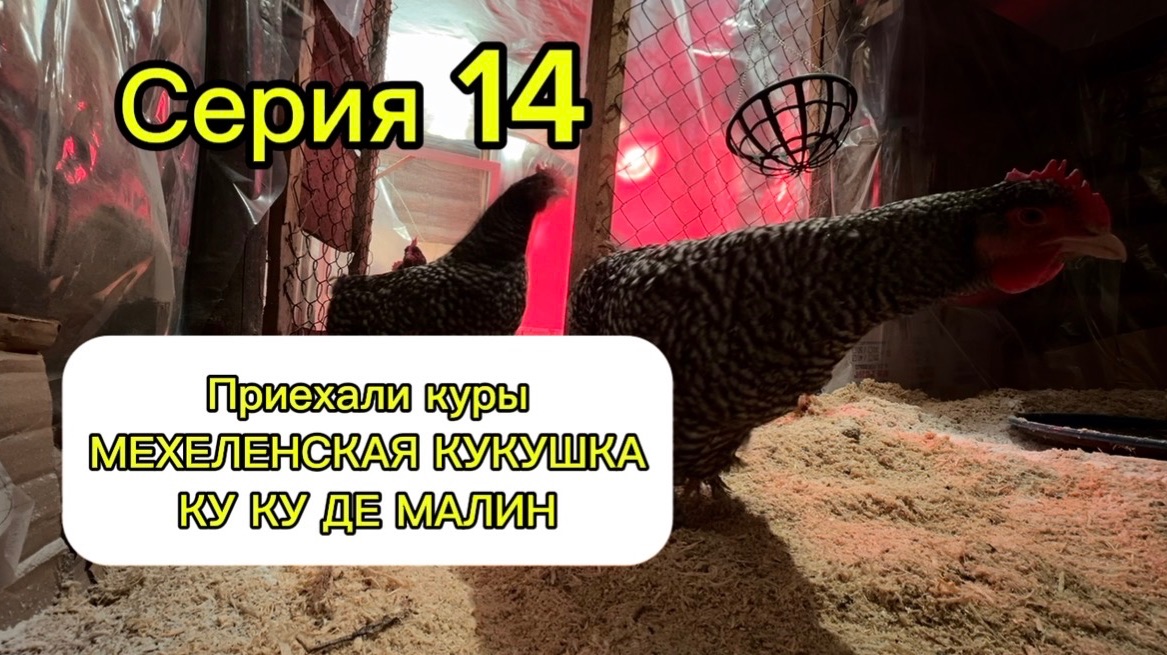 Серия 14. Приехали куры порода Мехеленская кукушка. Ку ку де Малин